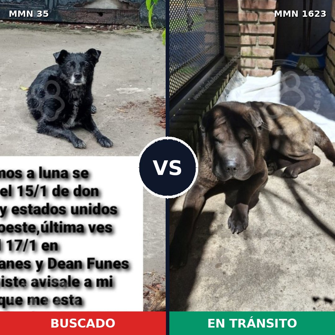 Comparativa MMS 33722: mascota perdida y mascota encontrada, 29% de similitud
