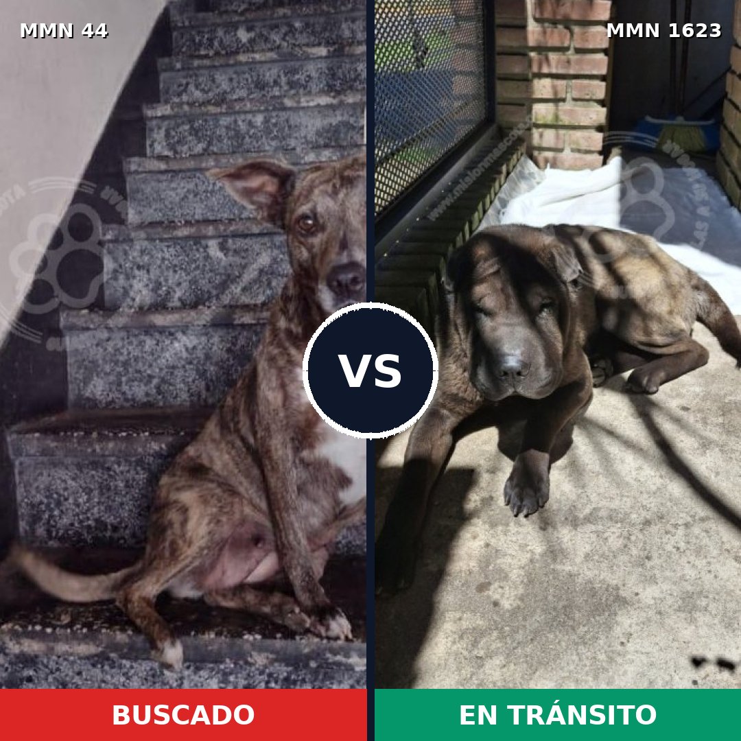 Comparativa MMS 33723: mascota perdida y mascota encontrada, 36% de similitud