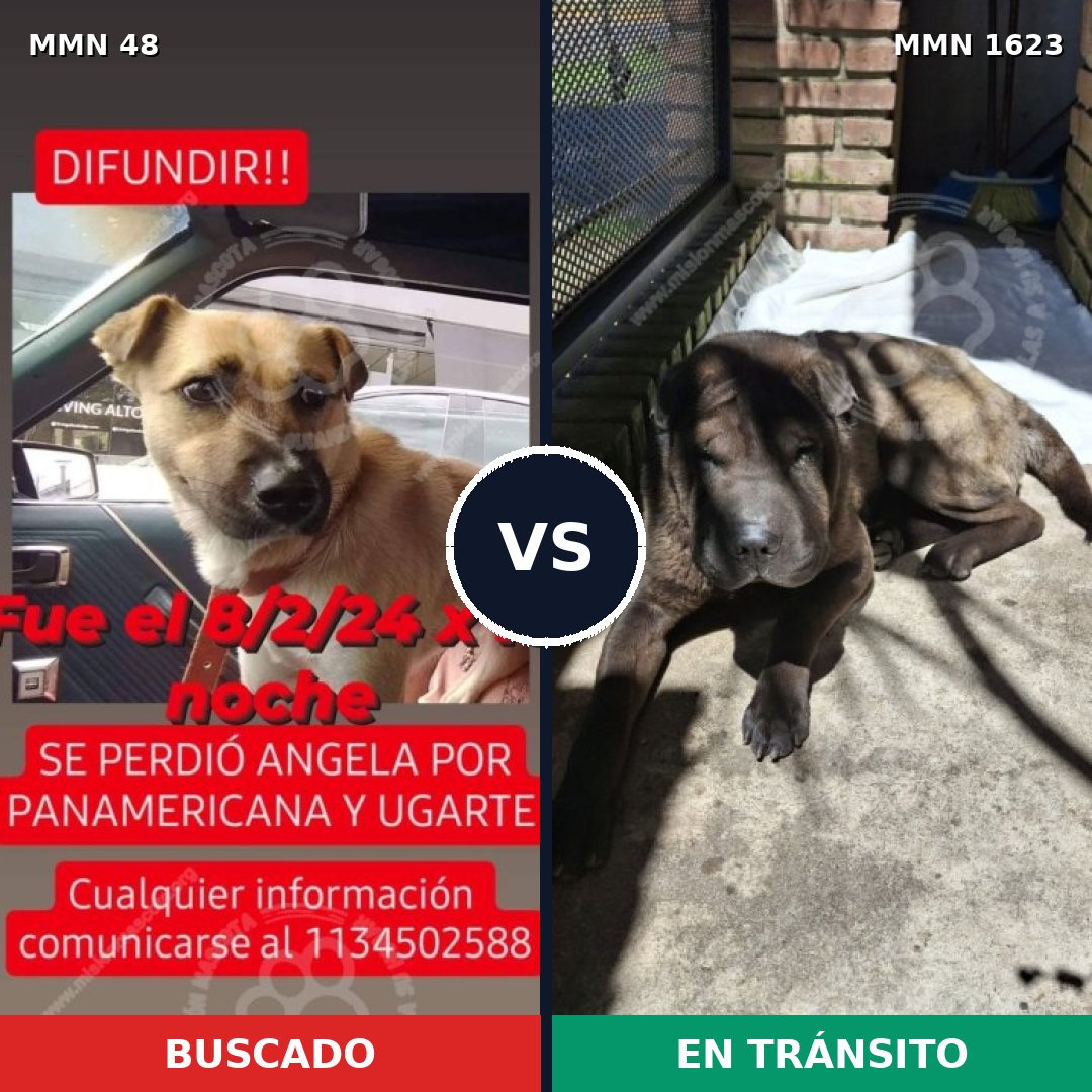 Comparativa MMS 33724: mascota perdida y mascota encontrada, 39% de similitud