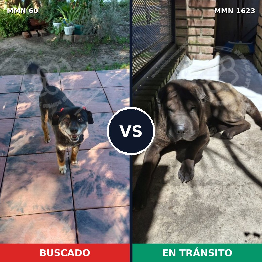 Comparativa MMS 33725: mascota perdida y mascota encontrada, 54% de similitud