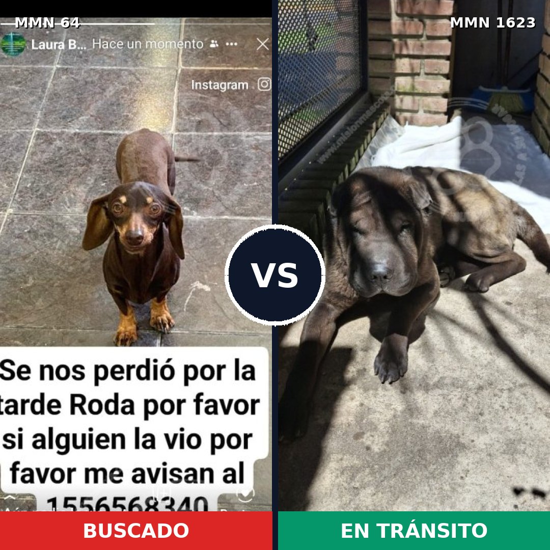 Comparativa MMS 33726: mascota perdida y mascota encontrada, 37% de similitud