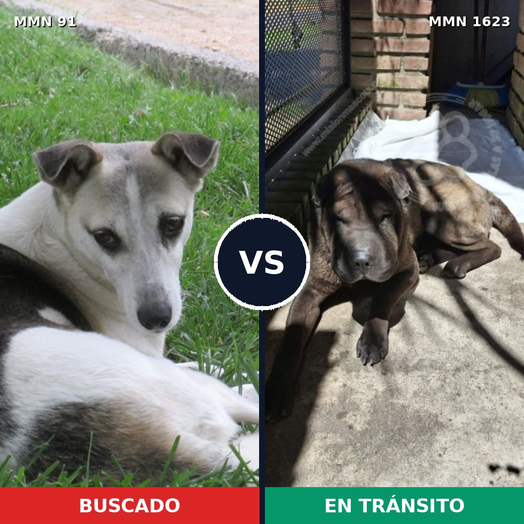 Comparativa MMS 33727: mascota perdida y mascota encontrada, 48% de similitud