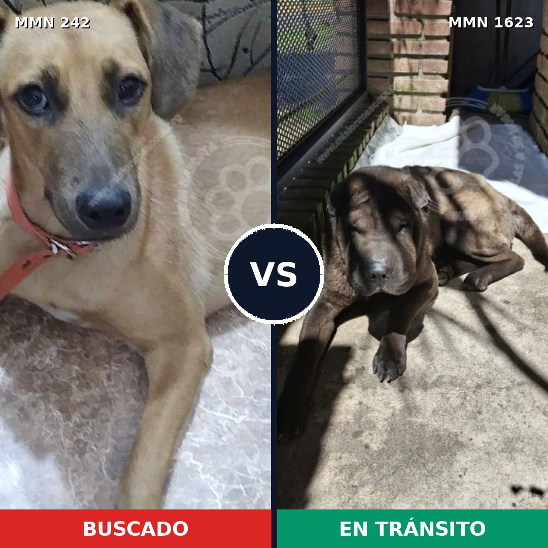 Comparativa MMS 33728: mascota perdida y mascota encontrada, 51% de similitud