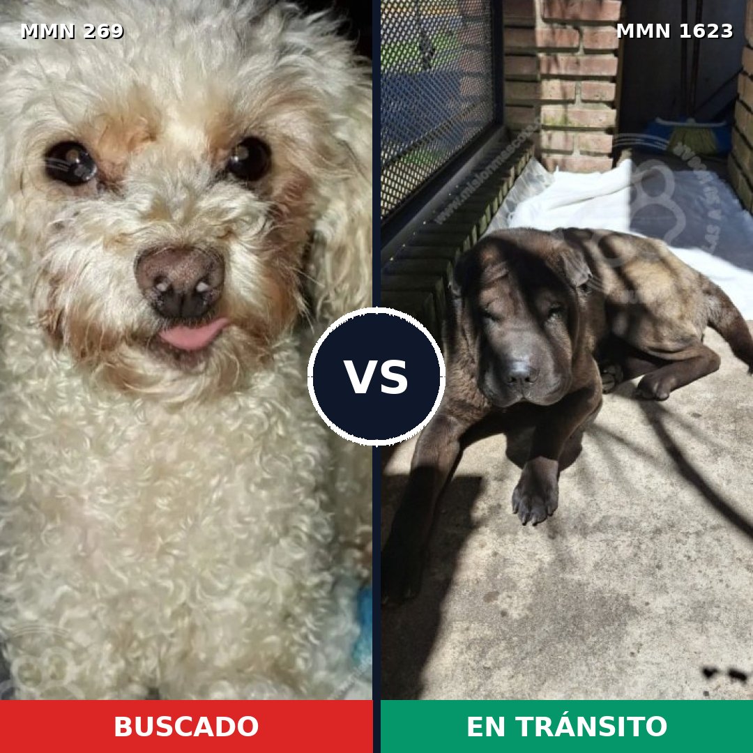 Comparativa MMS 33729: mascota perdida y mascota encontrada, 24% de similitud