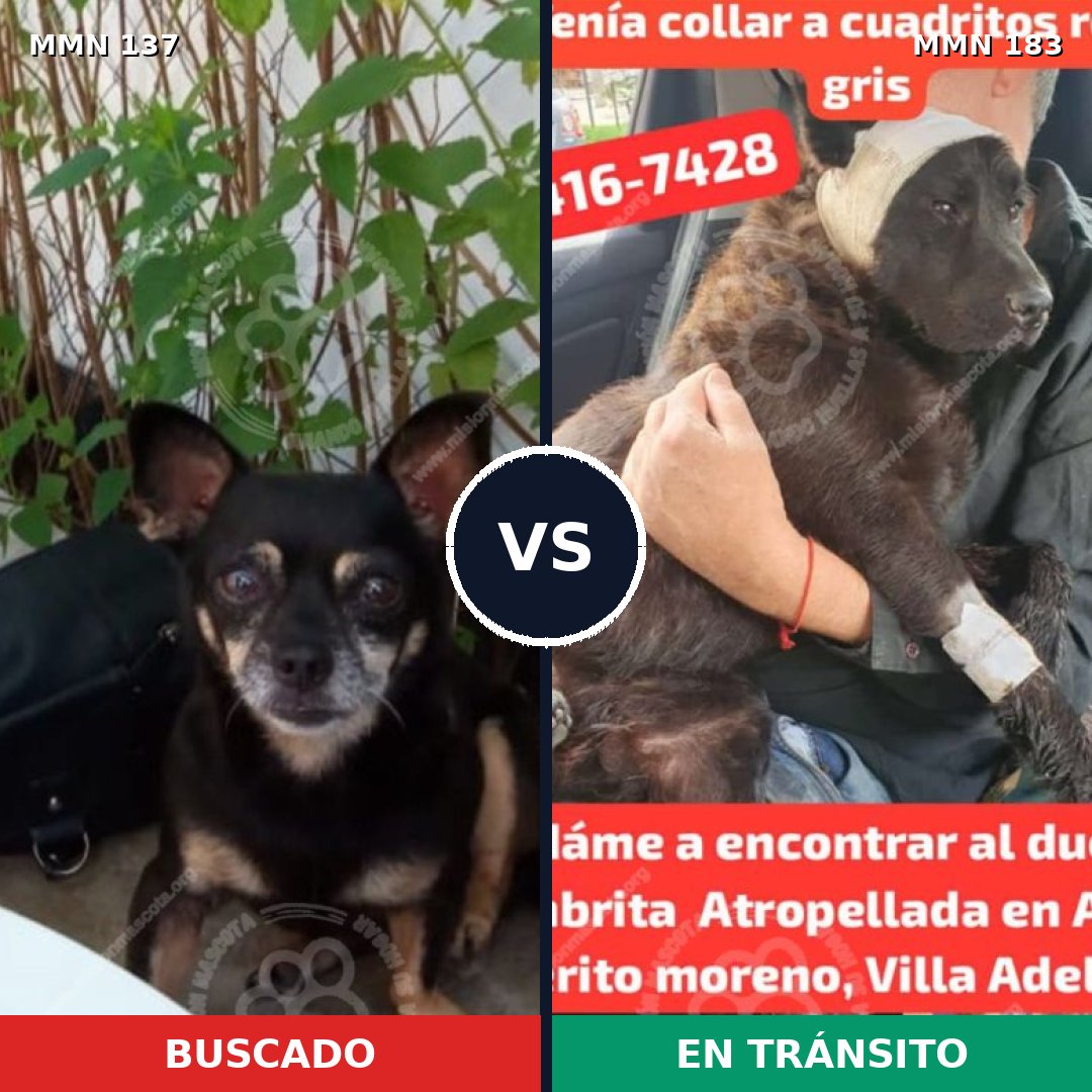Comparativa MMS 3373: mascota perdida y mascota encontrada, 6% de similitud