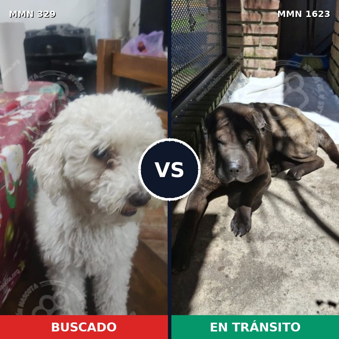 Comparativa MMS 33730: mascota perdida y mascota encontrada, 37% de similitud