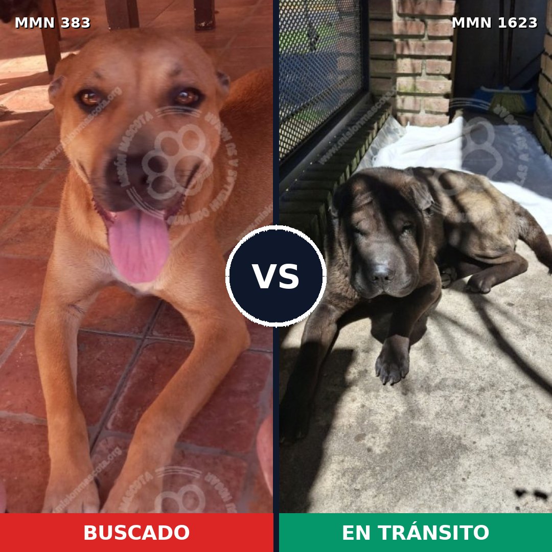Comparativa MMS 33731: mascota perdida y mascota encontrada, 51% de similitud