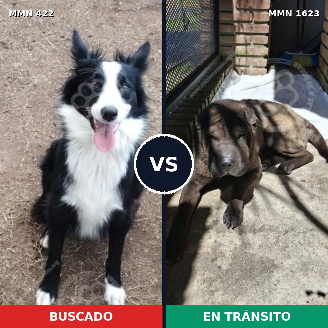 Comparativa MMS 33733: mascota perdida y mascota encontrada, 41% de similitud