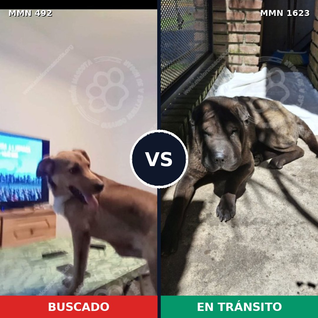 Comparativa MMS 33734: mascota perdida y mascota encontrada, 36% de similitud