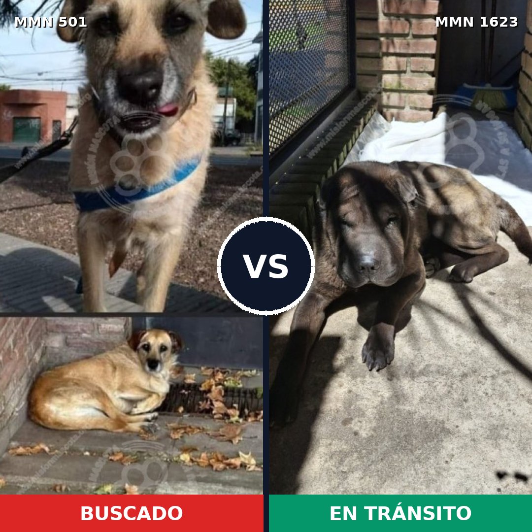Comparativa MMS 33735: mascota perdida y mascota encontrada, 47% de similitud