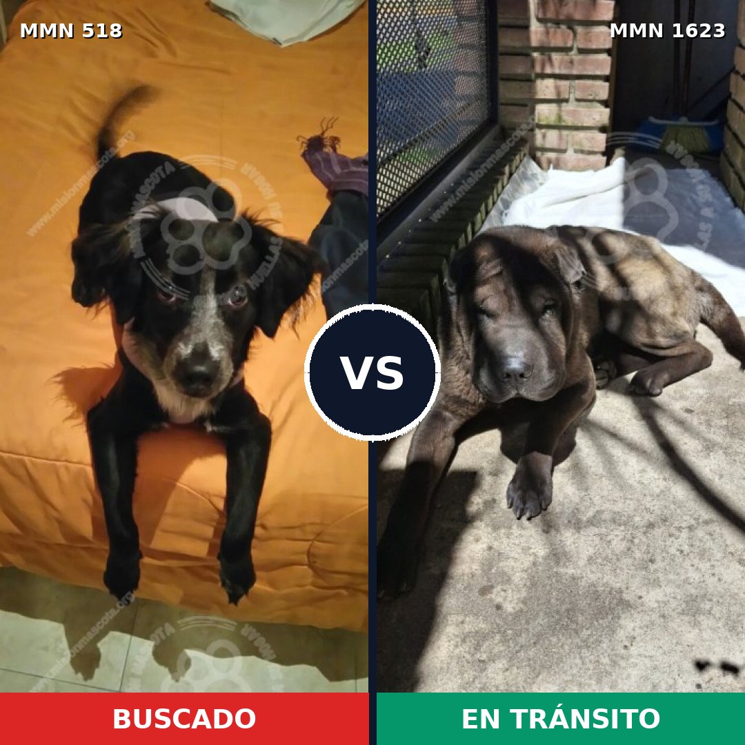 Comparativa MMS 33736: mascota perdida y mascota encontrada, 31% de similitud
