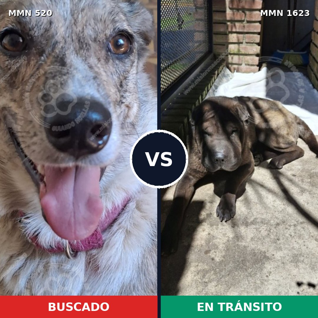 Comparativa MMS 33737: mascota perdida y mascota encontrada, 40% de similitud