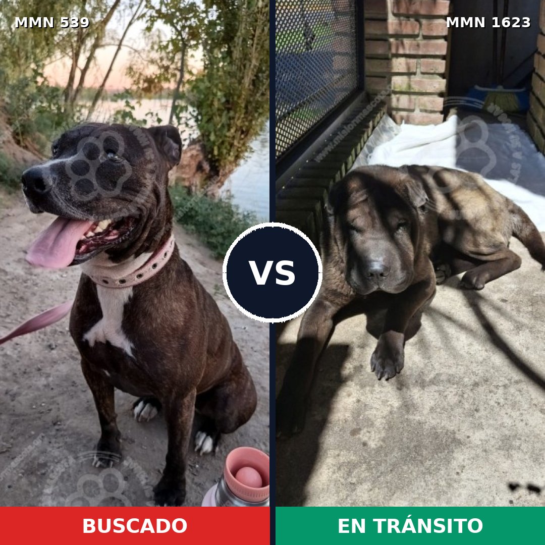 Comparativa MMS 33738: mascota perdida y mascota encontrada, 49% de similitud