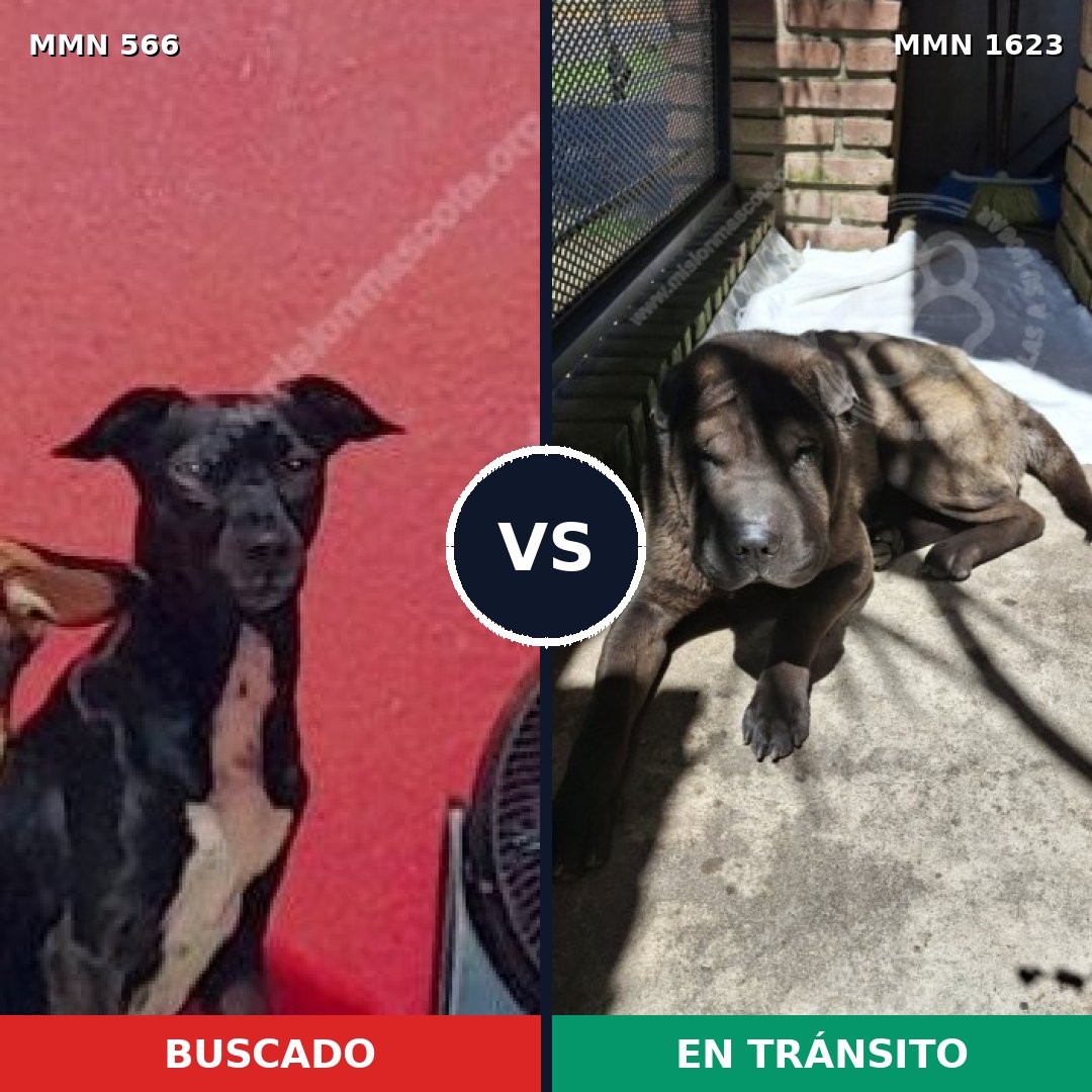 Comparativa MMS 33739: mascota perdida y mascota encontrada, 51% de similitud