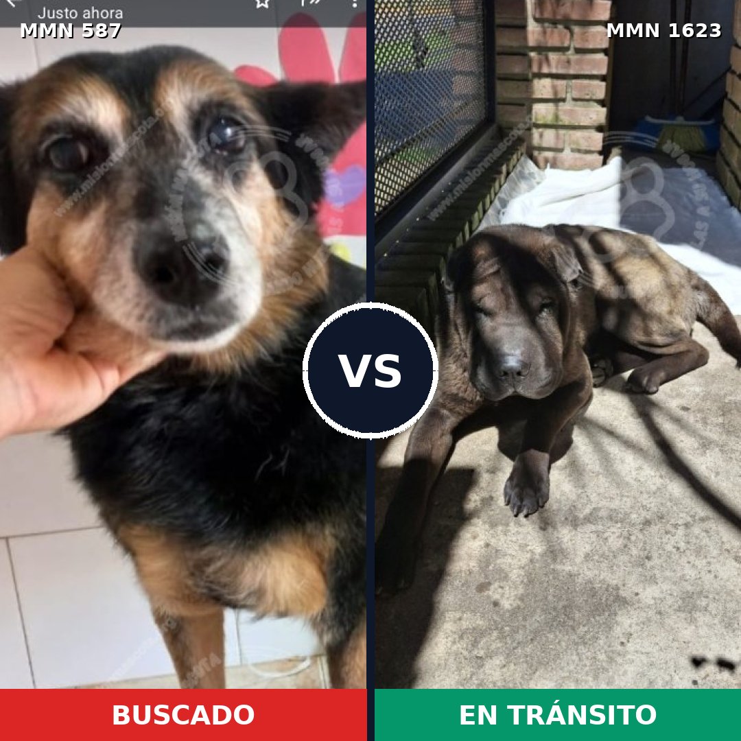 Comparativa MMS 33741: mascota perdida y mascota encontrada, 43% de similitud