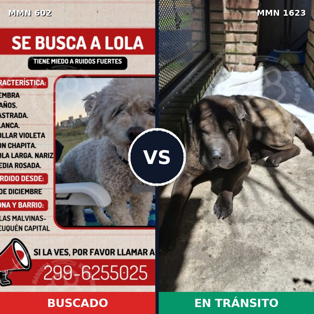 Comparativa MMS 33743: mascota perdida y mascota encontrada, 15% de similitud