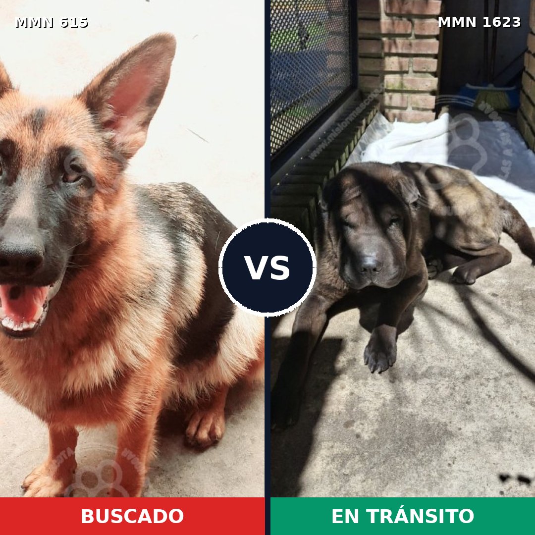 Comparativa MMS 33745: mascota perdida y mascota encontrada, 36% de similitud