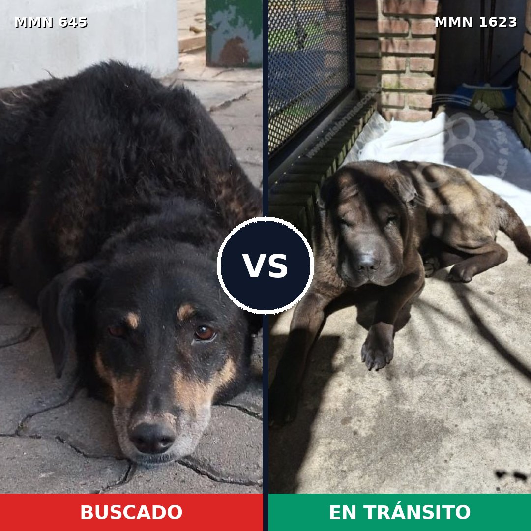 Comparativa MMS 33747: mascota perdida y mascota encontrada, 31% de similitud