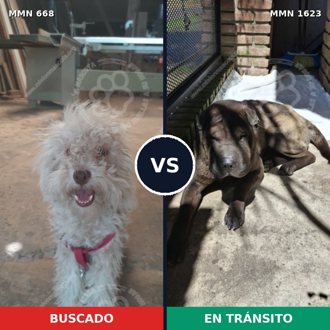 Comparativa MMS 33748: mascota perdida y mascota encontrada, 48% de similitud