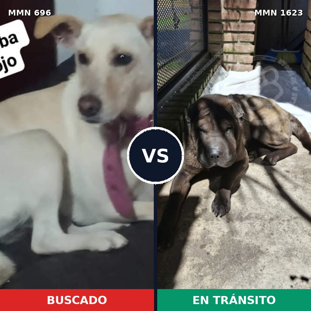 Comparativa MMS 33749: mascota perdida y mascota encontrada, 35% de similitud