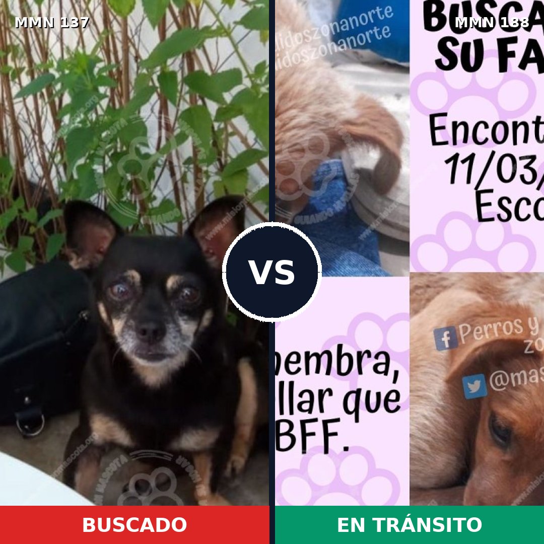 Comparativa MMS 3375: mascota perdida y mascota encontrada, 63% de similitud