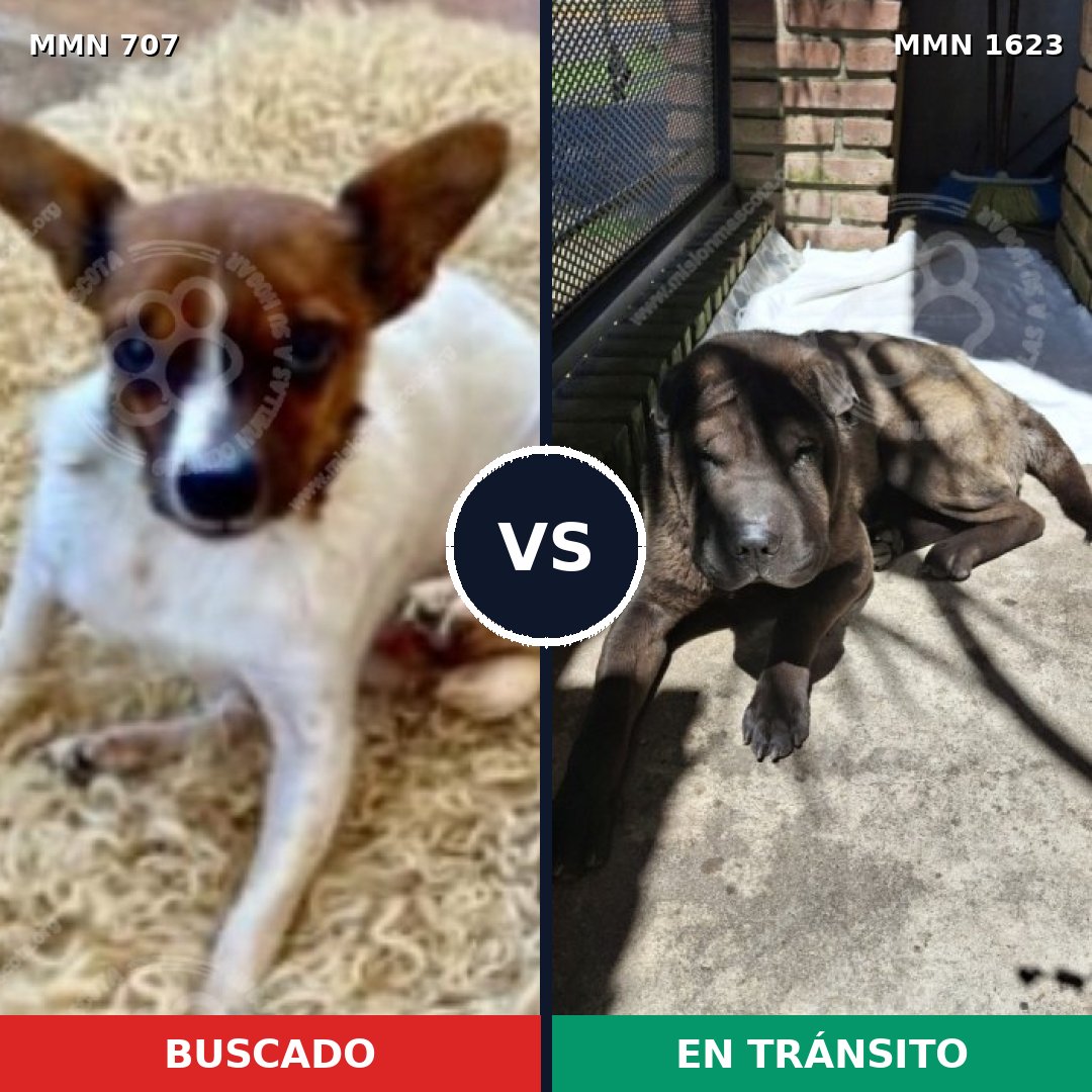 Comparativa MMS 33750: mascota perdida y mascota encontrada, 28% de similitud