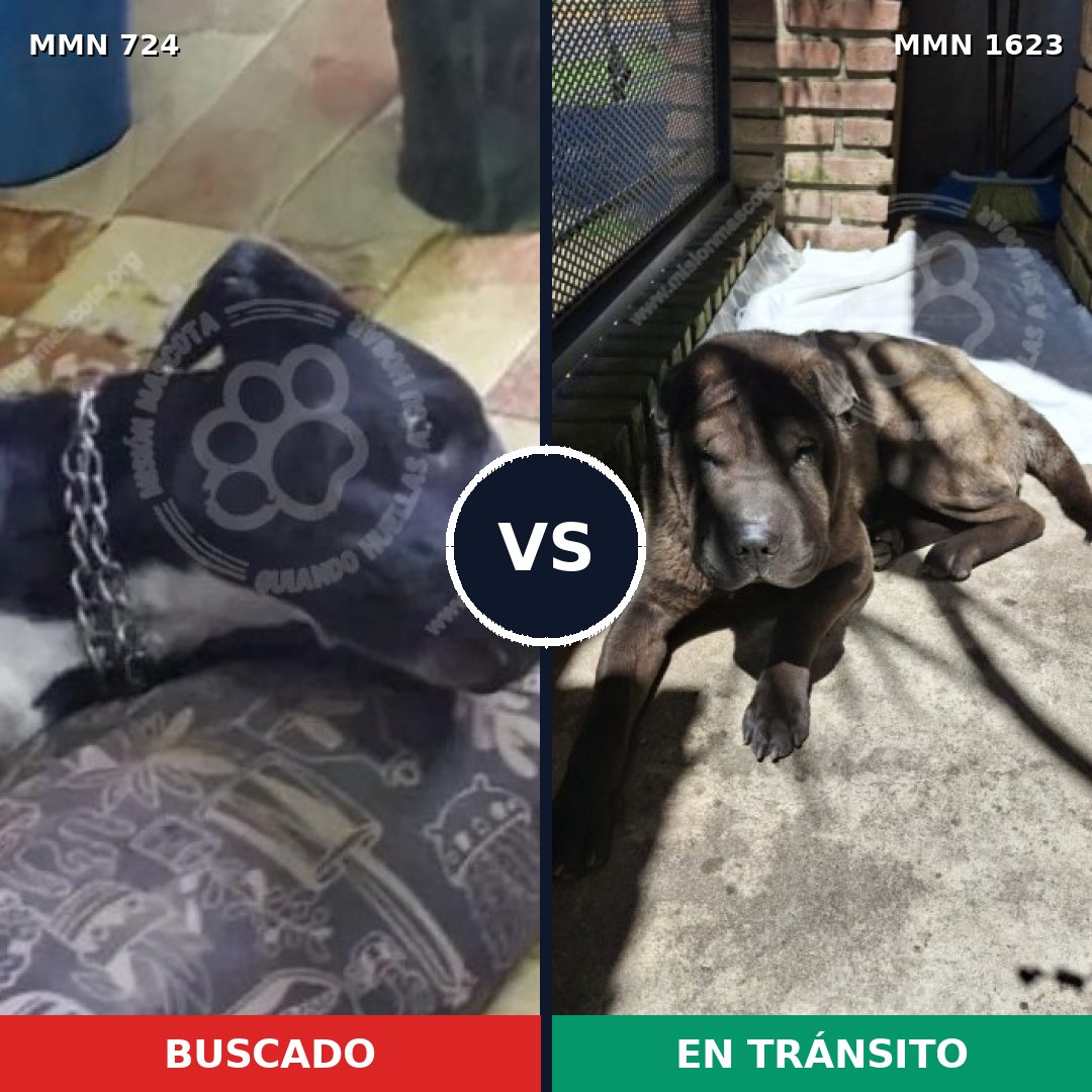 Comparativa MMS 33751: mascota perdida y mascota encontrada, 28% de similitud