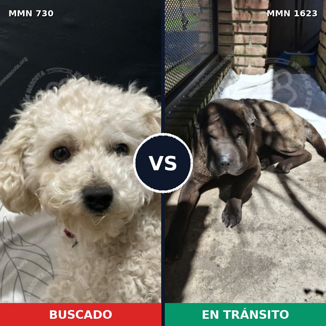 Comparativa MMS 33752: mascota perdida y mascota encontrada, 23% de similitud