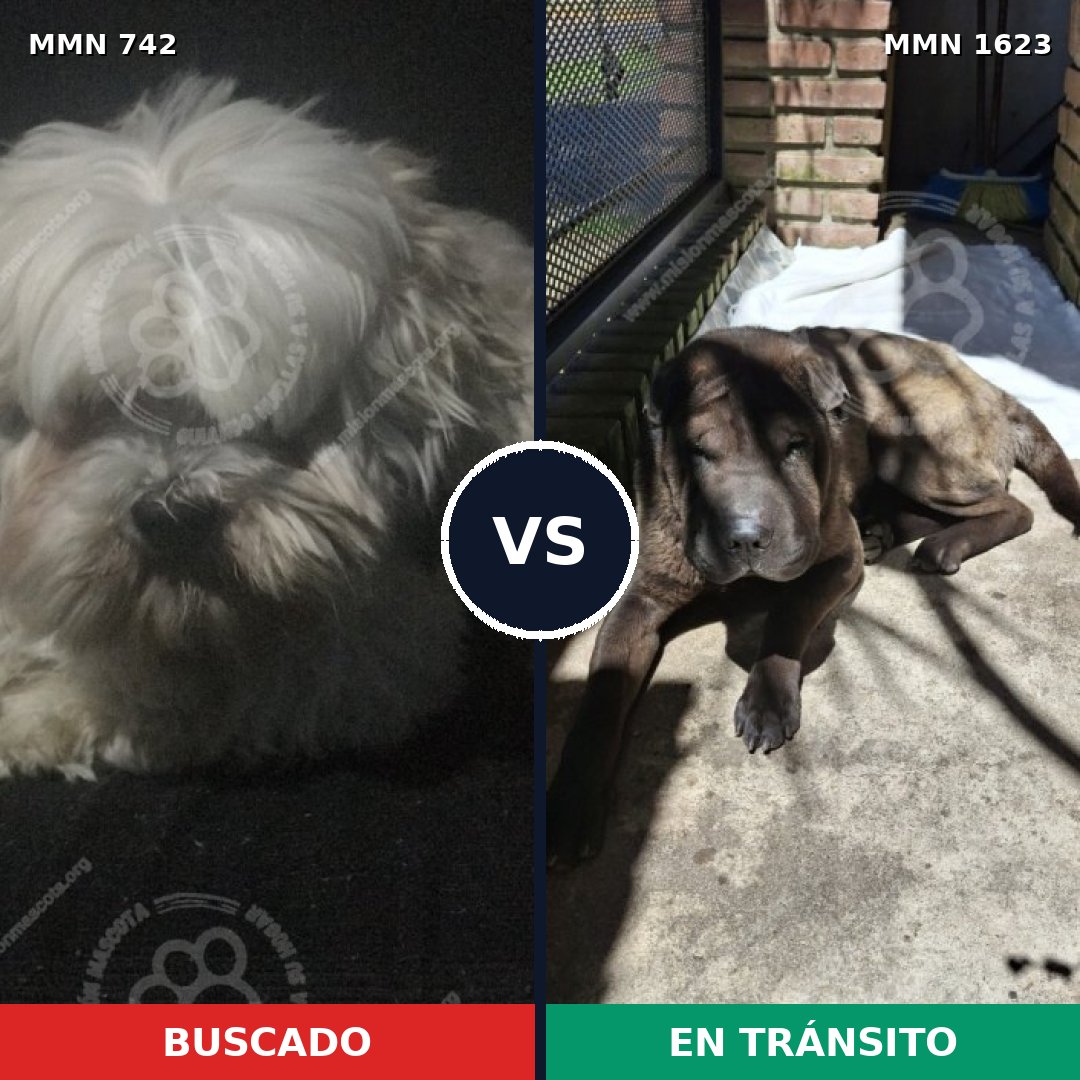 Comparativa MMS 33753: mascota perdida y mascota encontrada, 37% de similitud