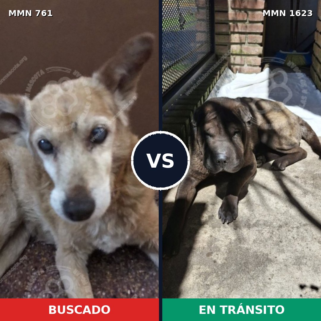 Comparativa MMS 33755: mascota perdida y mascota encontrada, 45% de similitud
