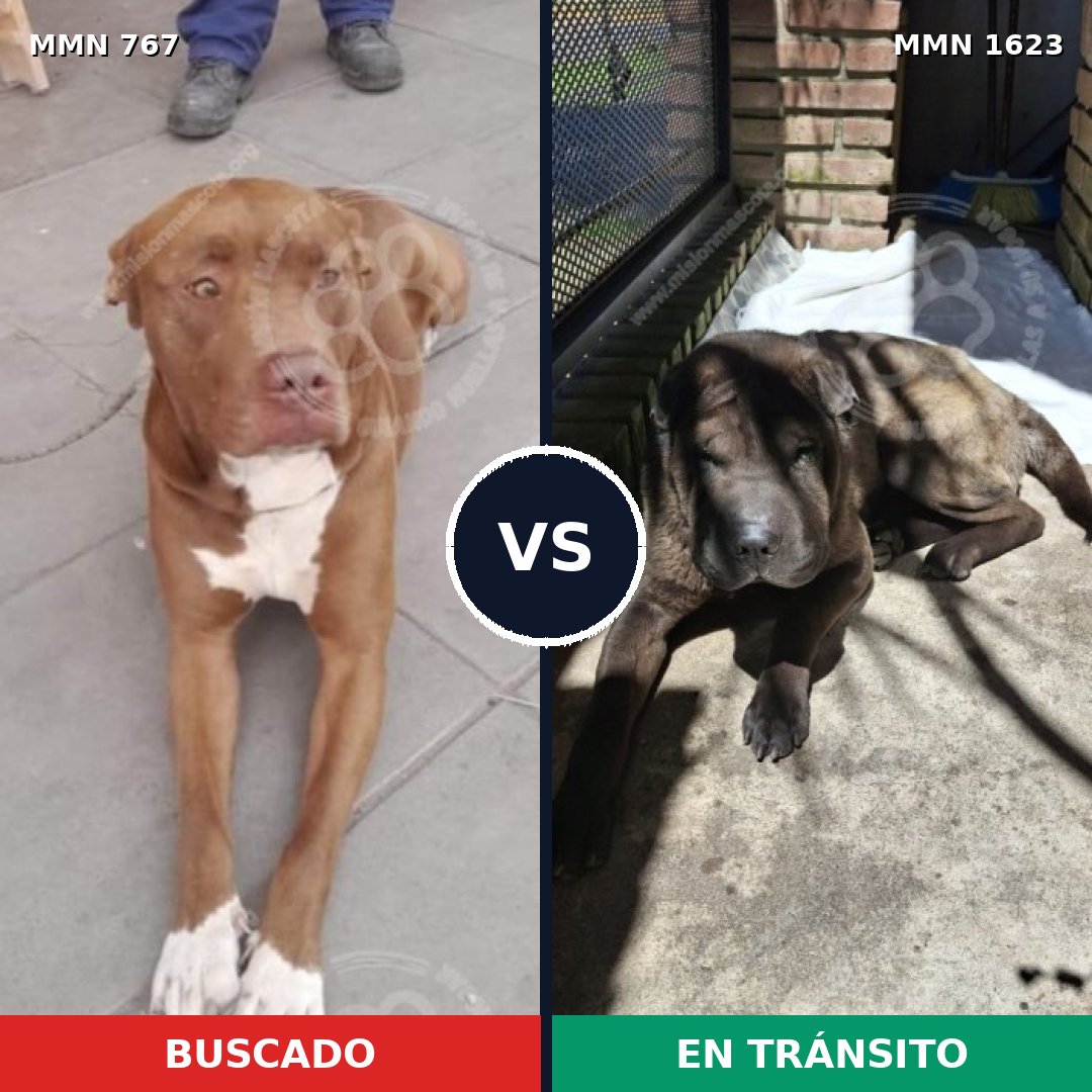 Comparativa MMS 33756: mascota perdida y mascota encontrada, 51% de similitud