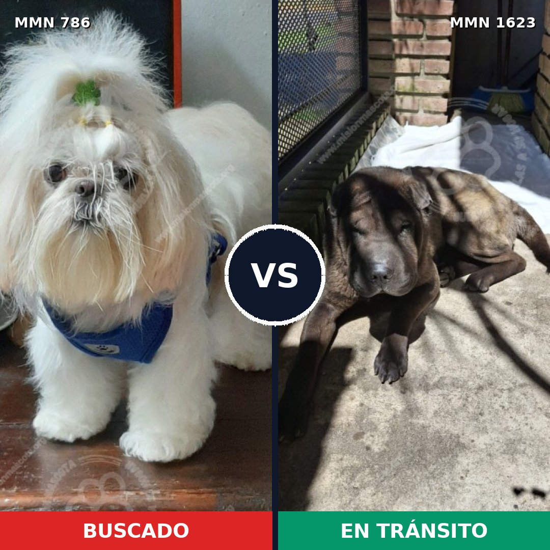 Comparativa MMS 33759: mascota perdida y mascota encontrada, 32% de similitud