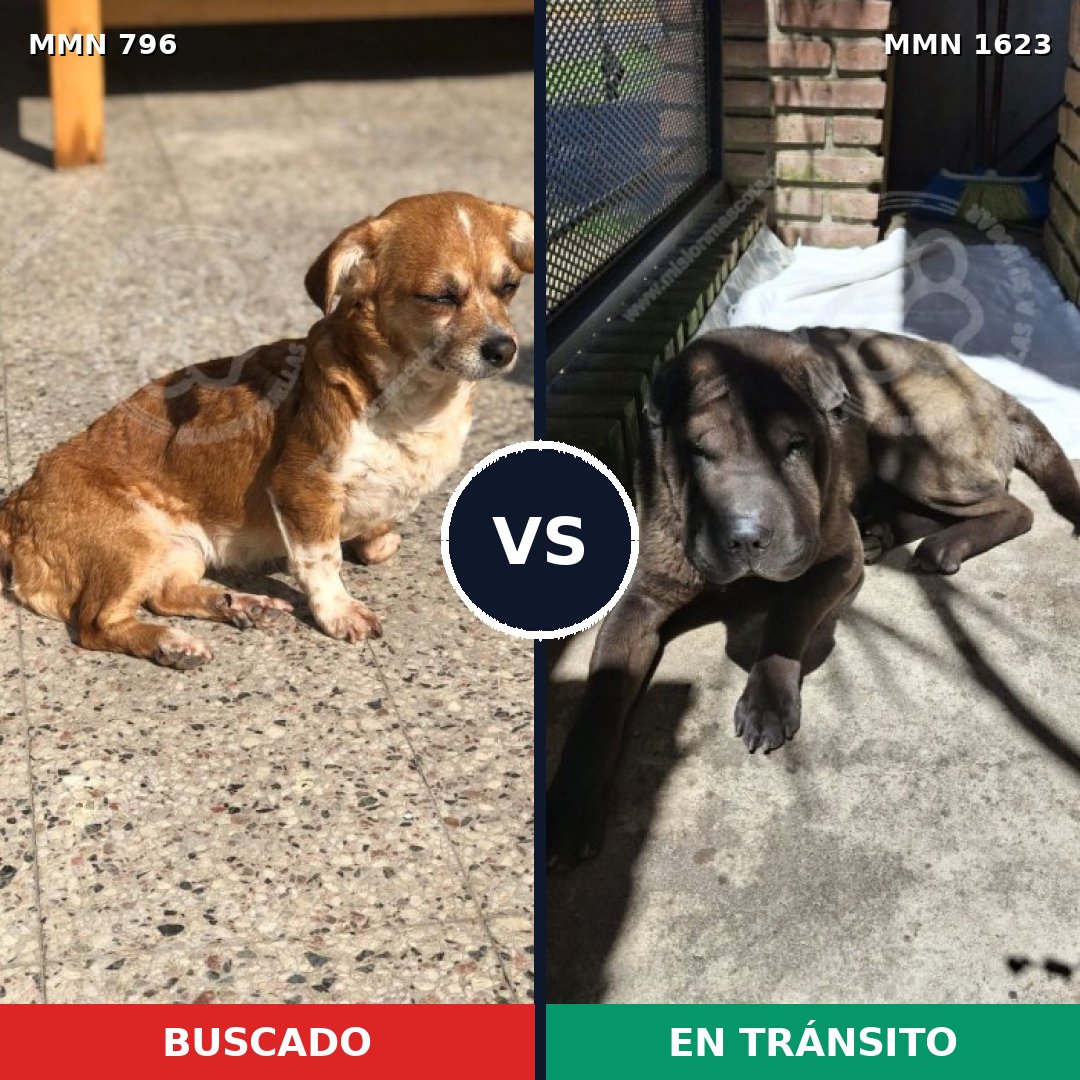 Comparativa MMS 33761: mascota perdida y mascota encontrada, 48% de similitud