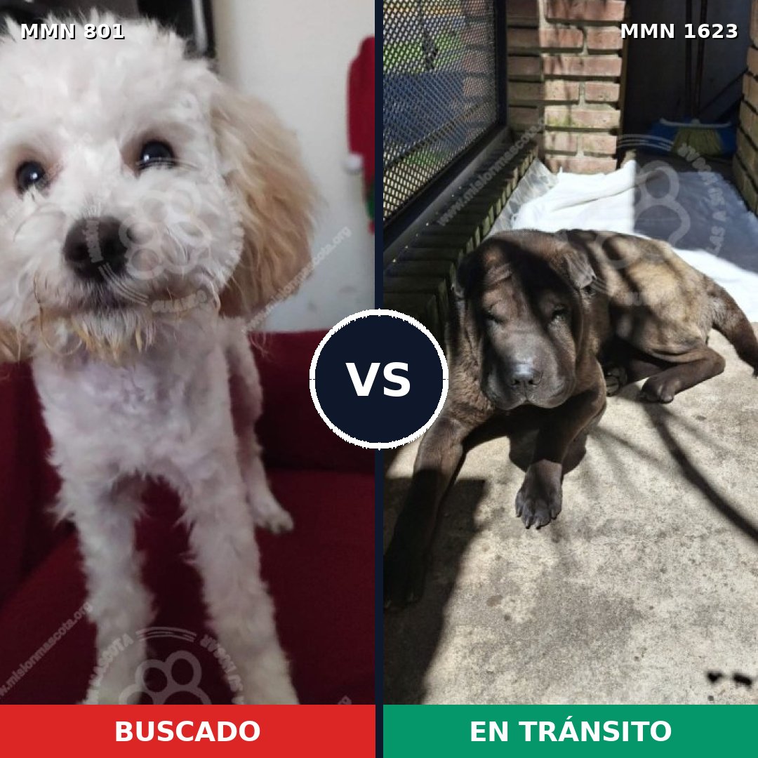 Comparativa MMS 33762: mascota perdida y mascota encontrada, 38% de similitud