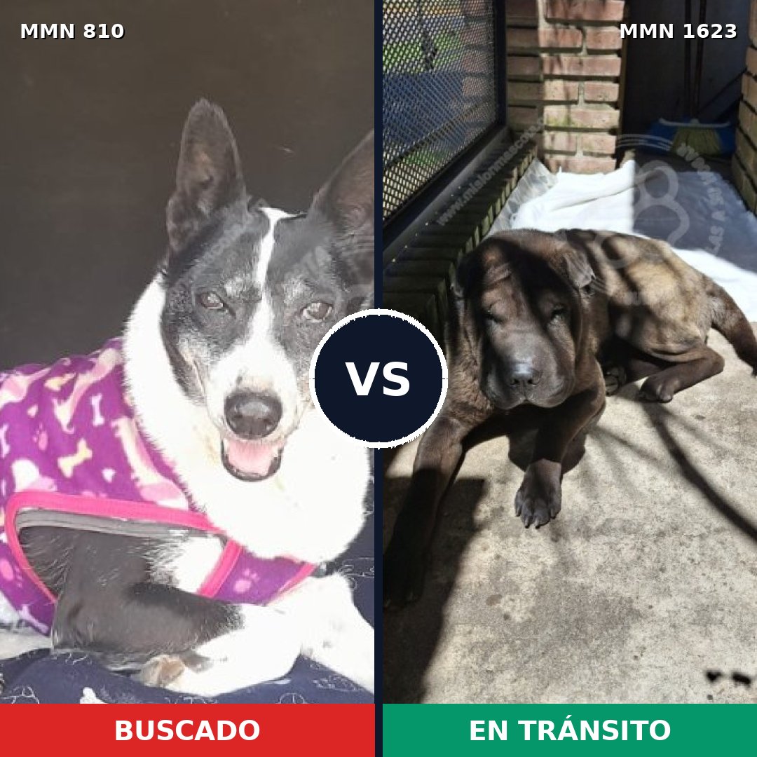 Comparativa MMS 33763: mascota perdida y mascota encontrada, 49% de similitud