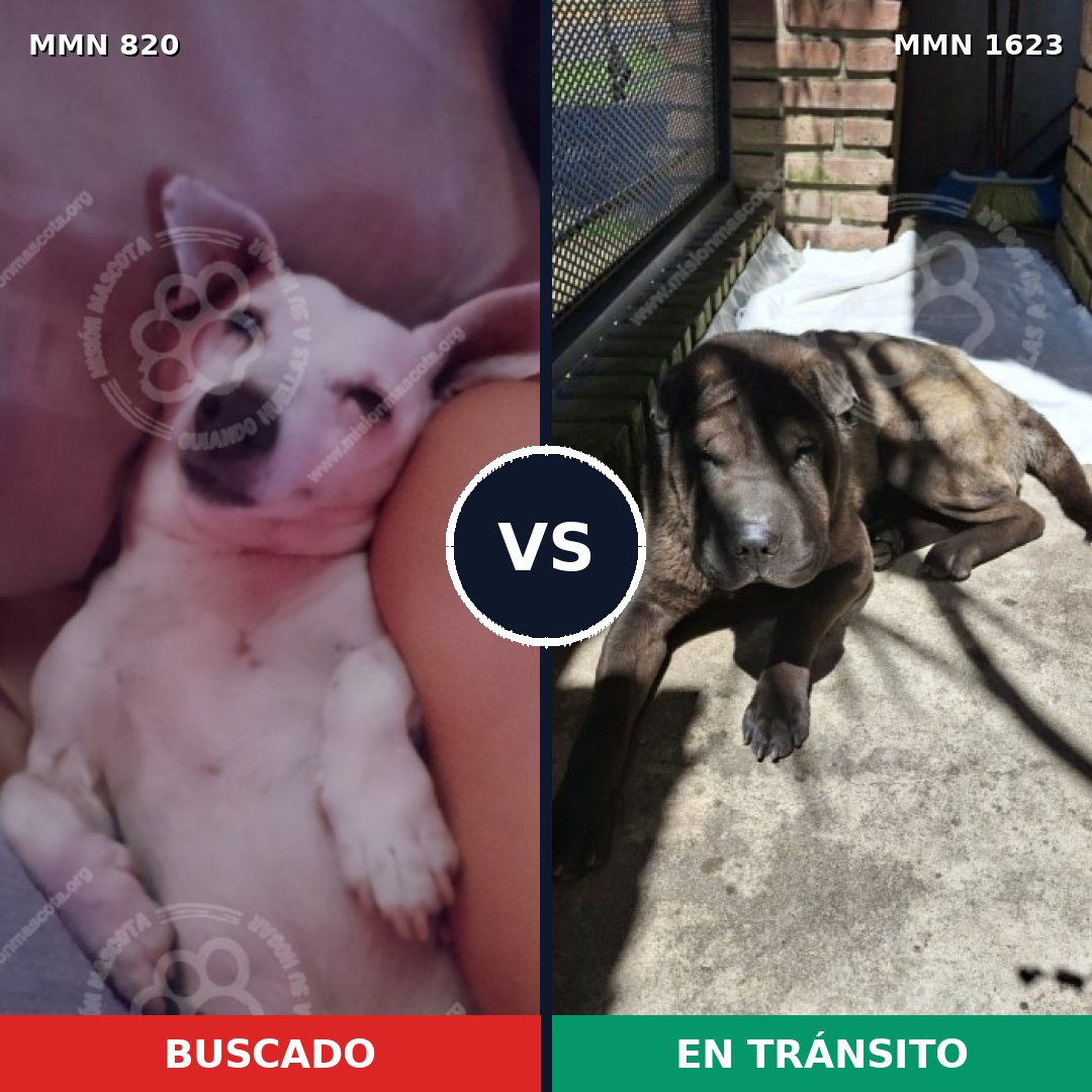 Comparativa MMS 33764: mascota perdida y mascota encontrada, 40% de similitud
