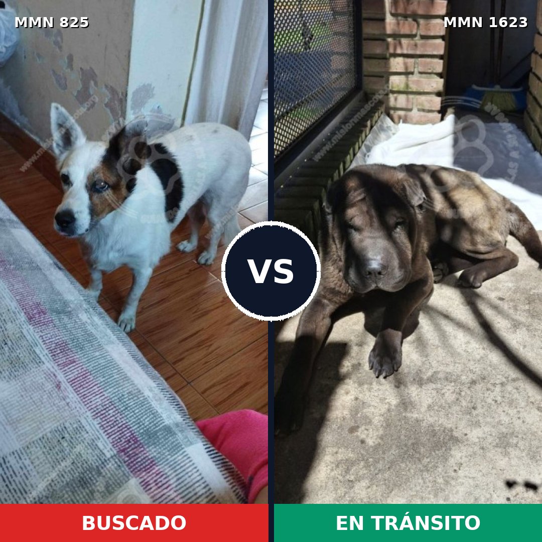 Comparativa MMS 33766: mascota perdida y mascota encontrada, 60% de similitud