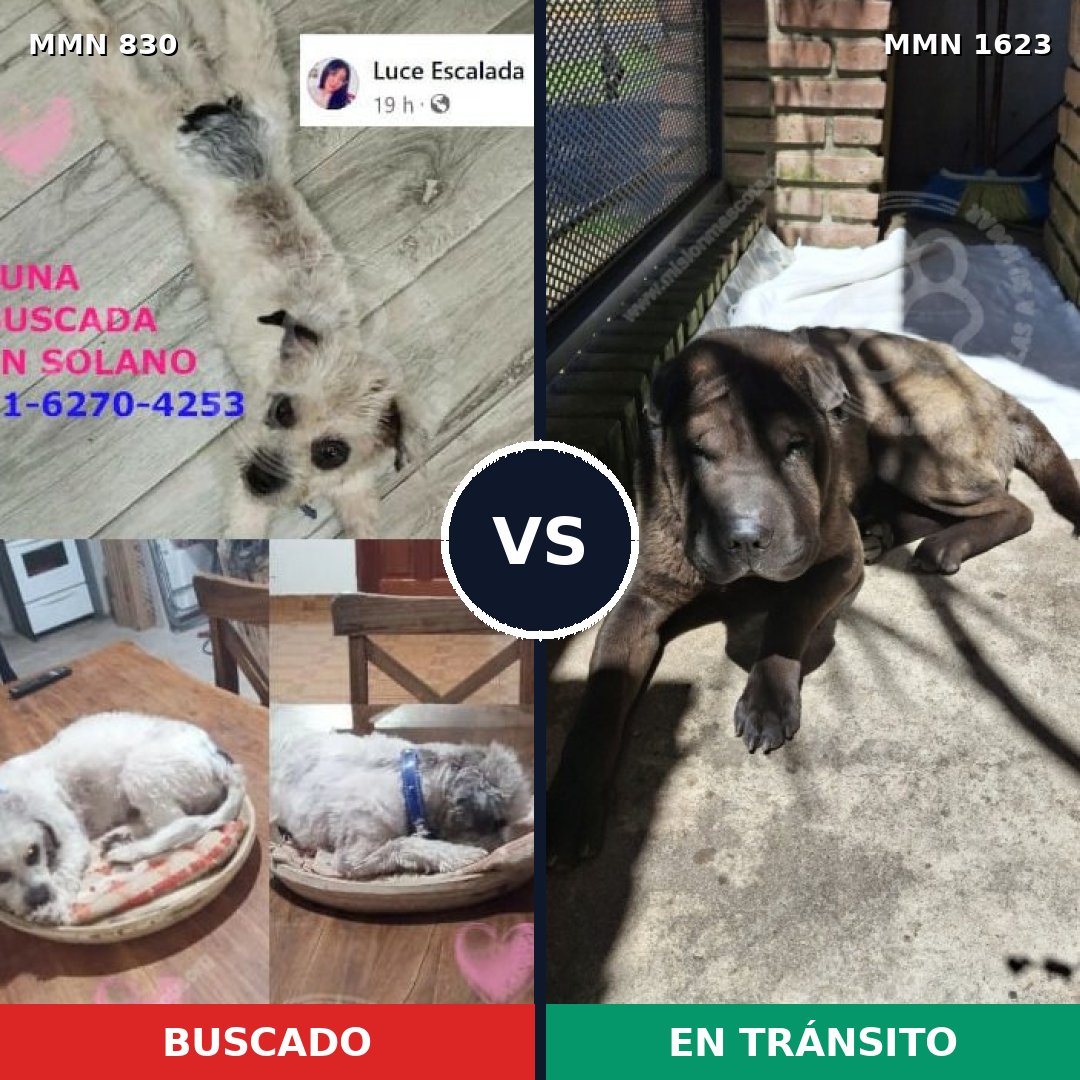 Comparativa MMS 33767: mascota perdida y mascota encontrada, 33% de similitud