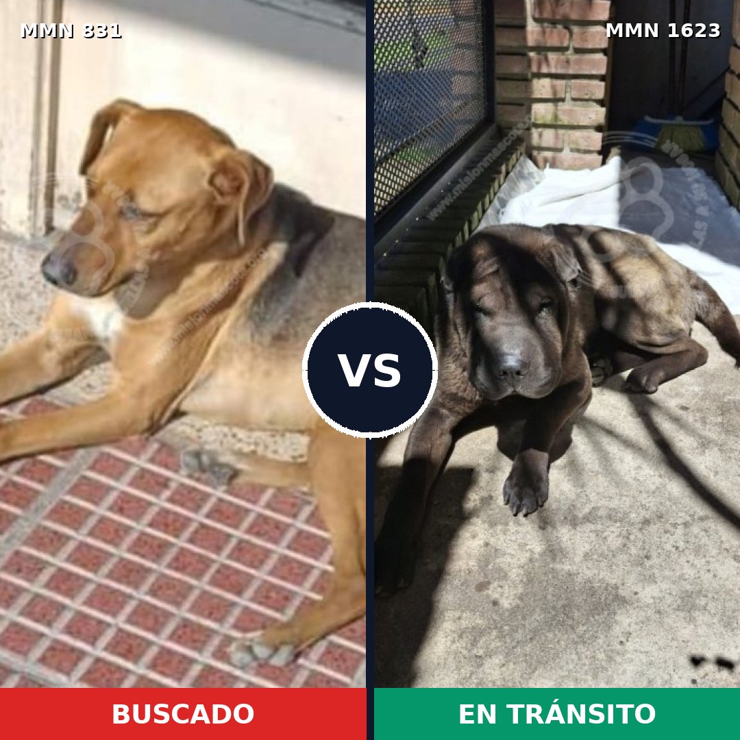 Comparativa MMS 33768: mascota perdida y mascota encontrada, 57% de similitud
