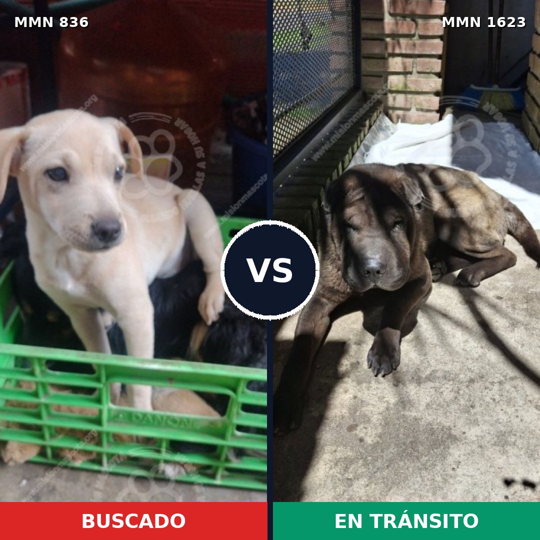 Comparativa MMS 33769: mascota perdida y mascota encontrada, 50% de similitud