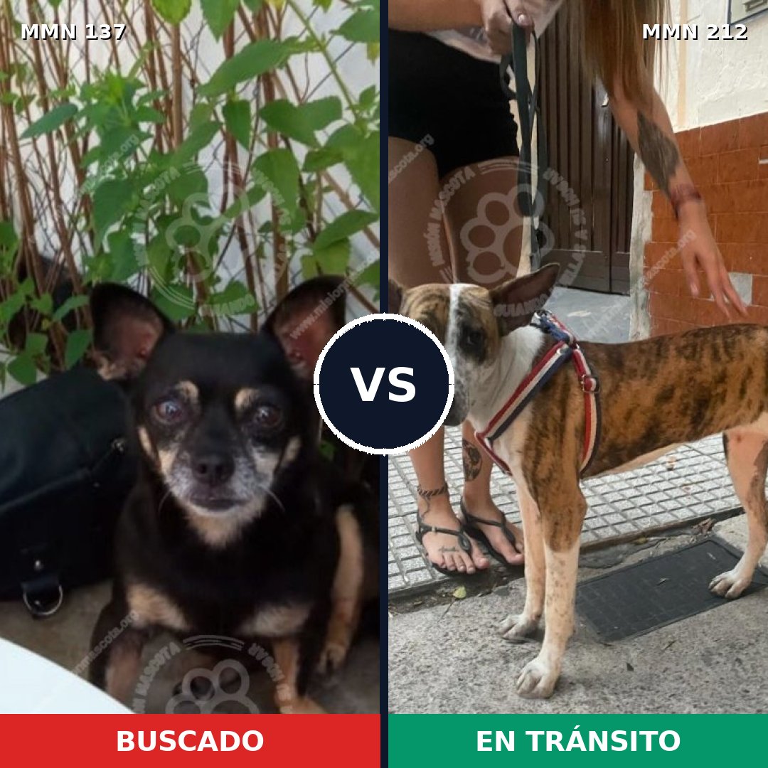 Comparativa MMS 3377: mascota perdida y mascota encontrada, 10% de similitud