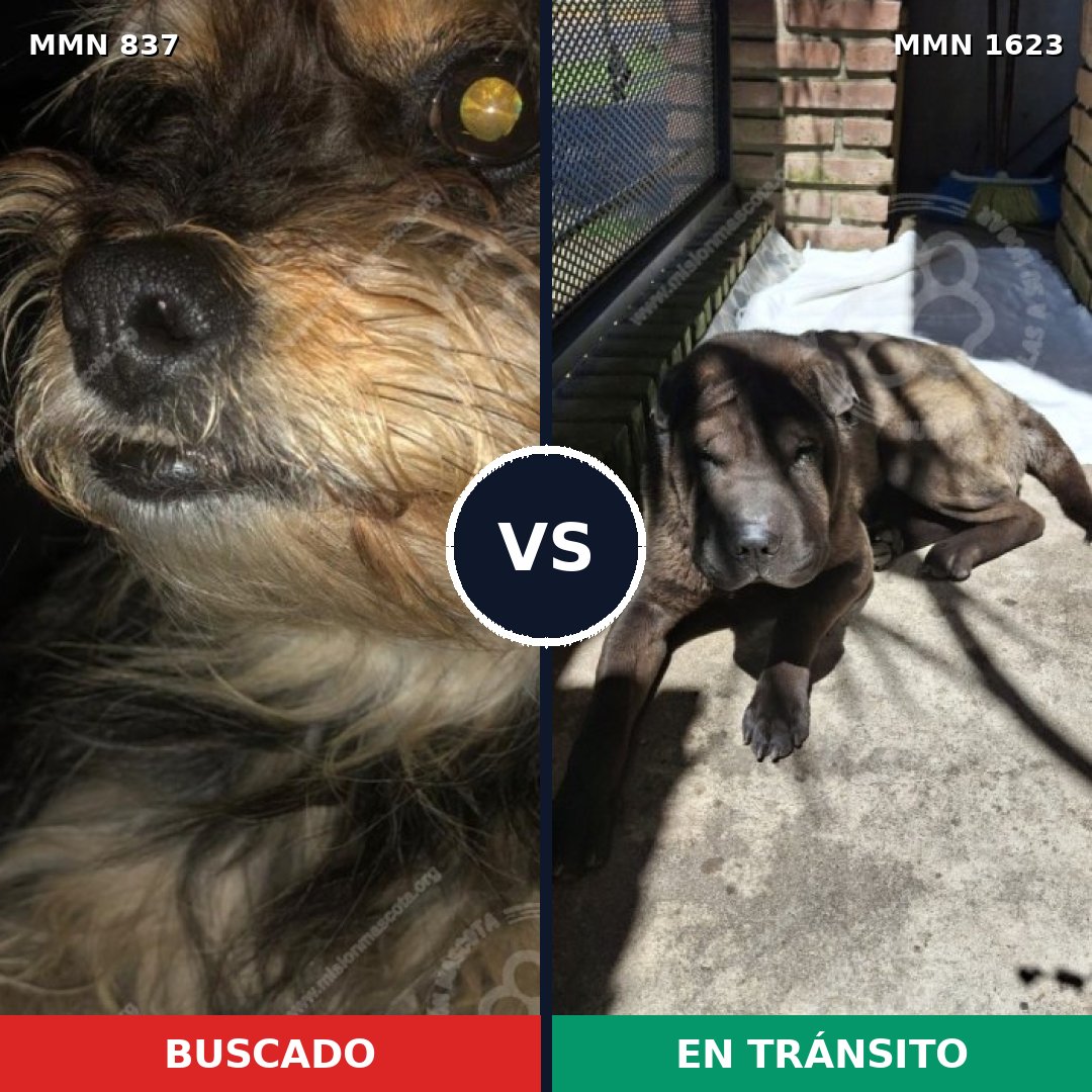 Comparativa MMS 33770: mascota perdida y mascota encontrada, 37% de similitud