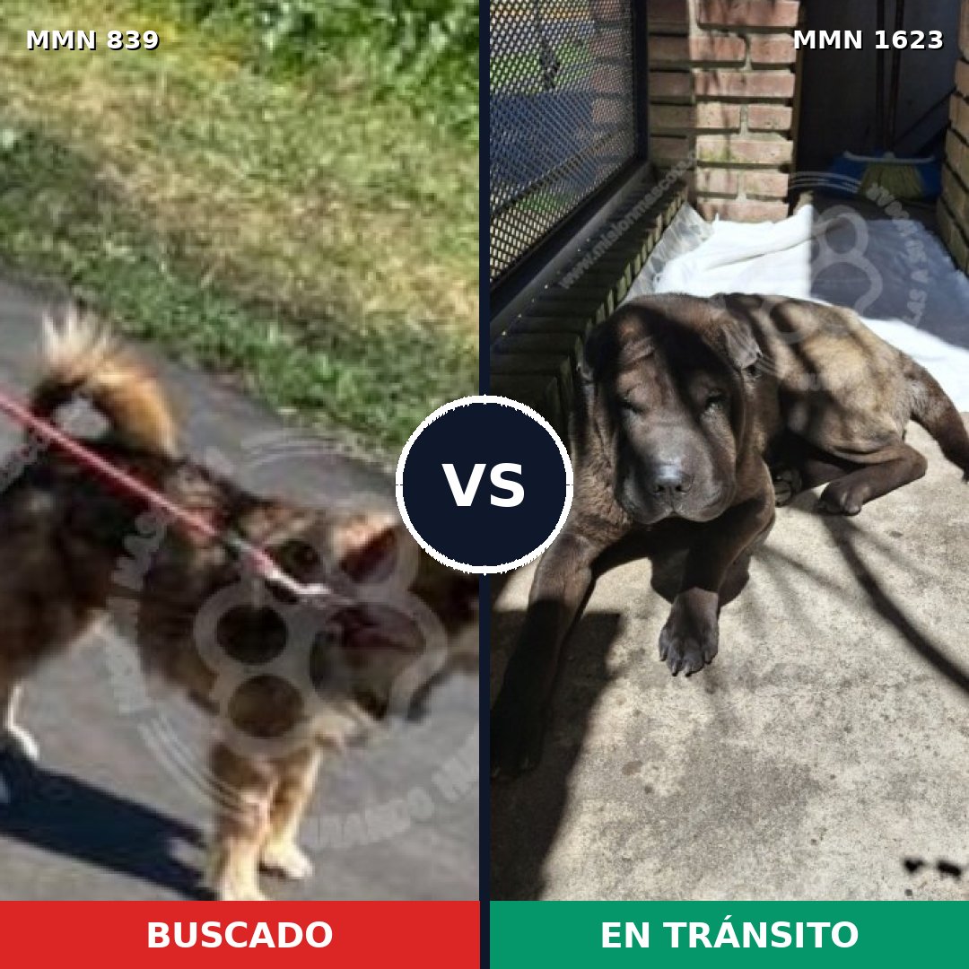 Comparativa MMS 33771: mascota perdida y mascota encontrada, 46% de similitud