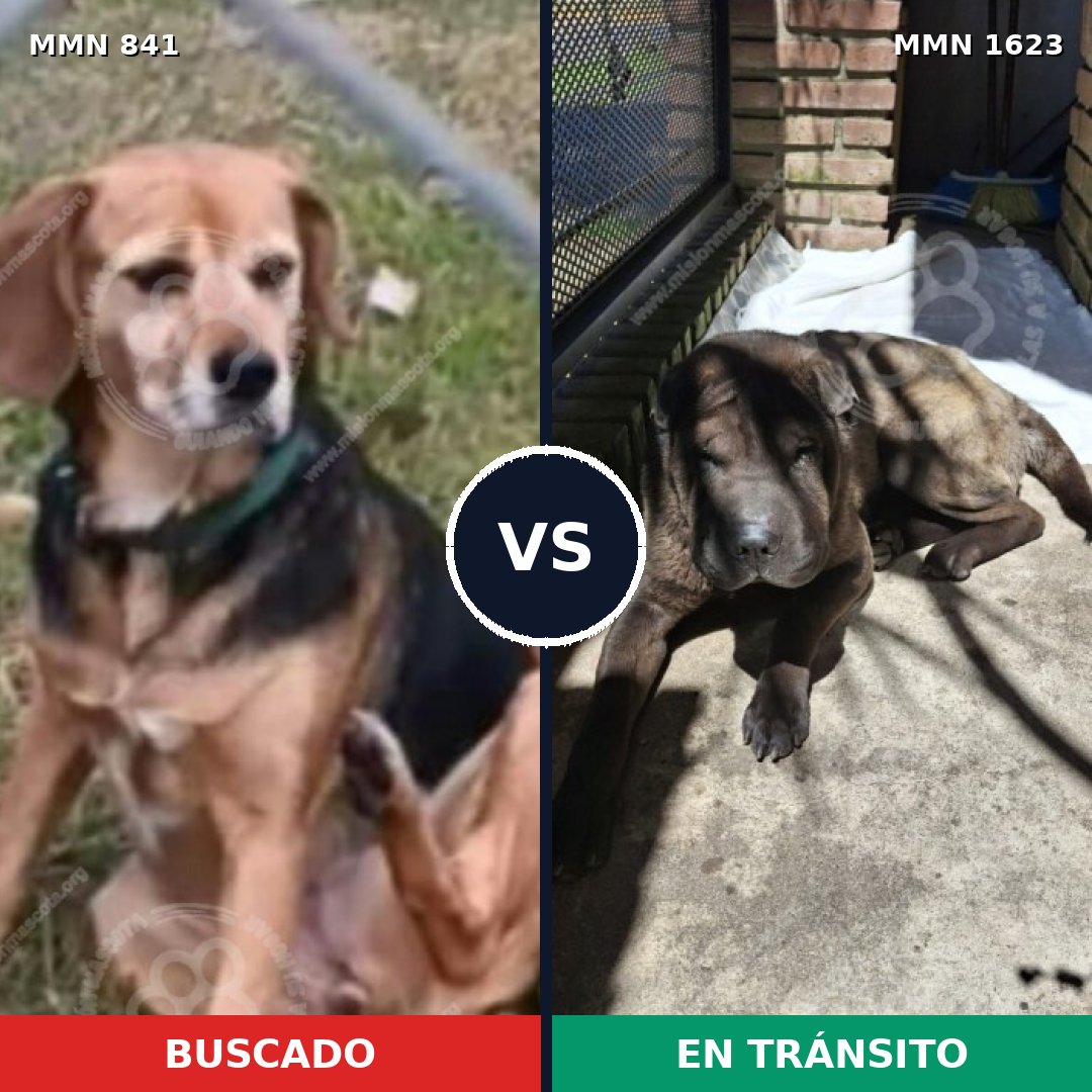 Comparativa MMS 33772: mascota perdida y mascota encontrada, 46% de similitud