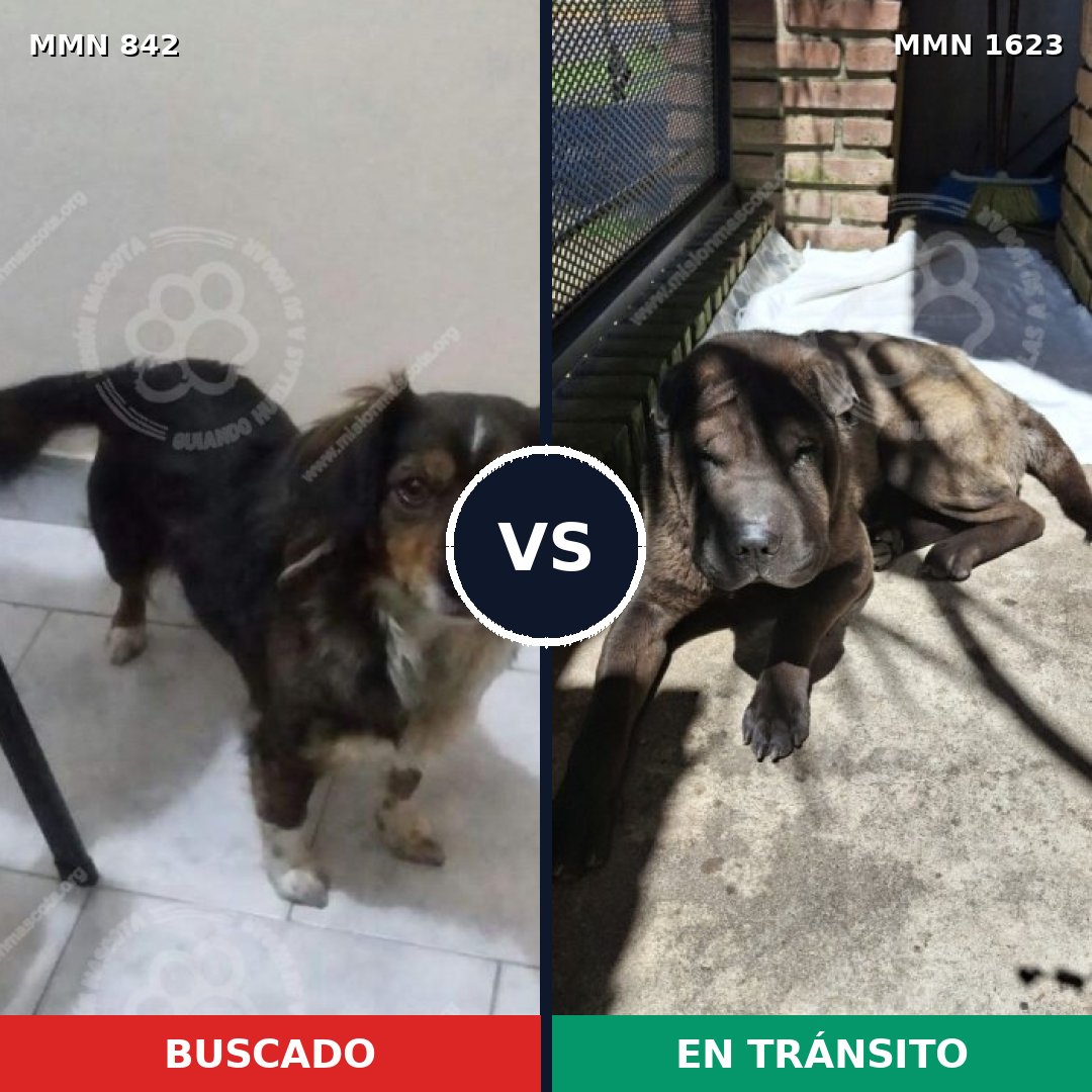 Comparativa MMS 33773: mascota perdida y mascota encontrada, 33% de similitud