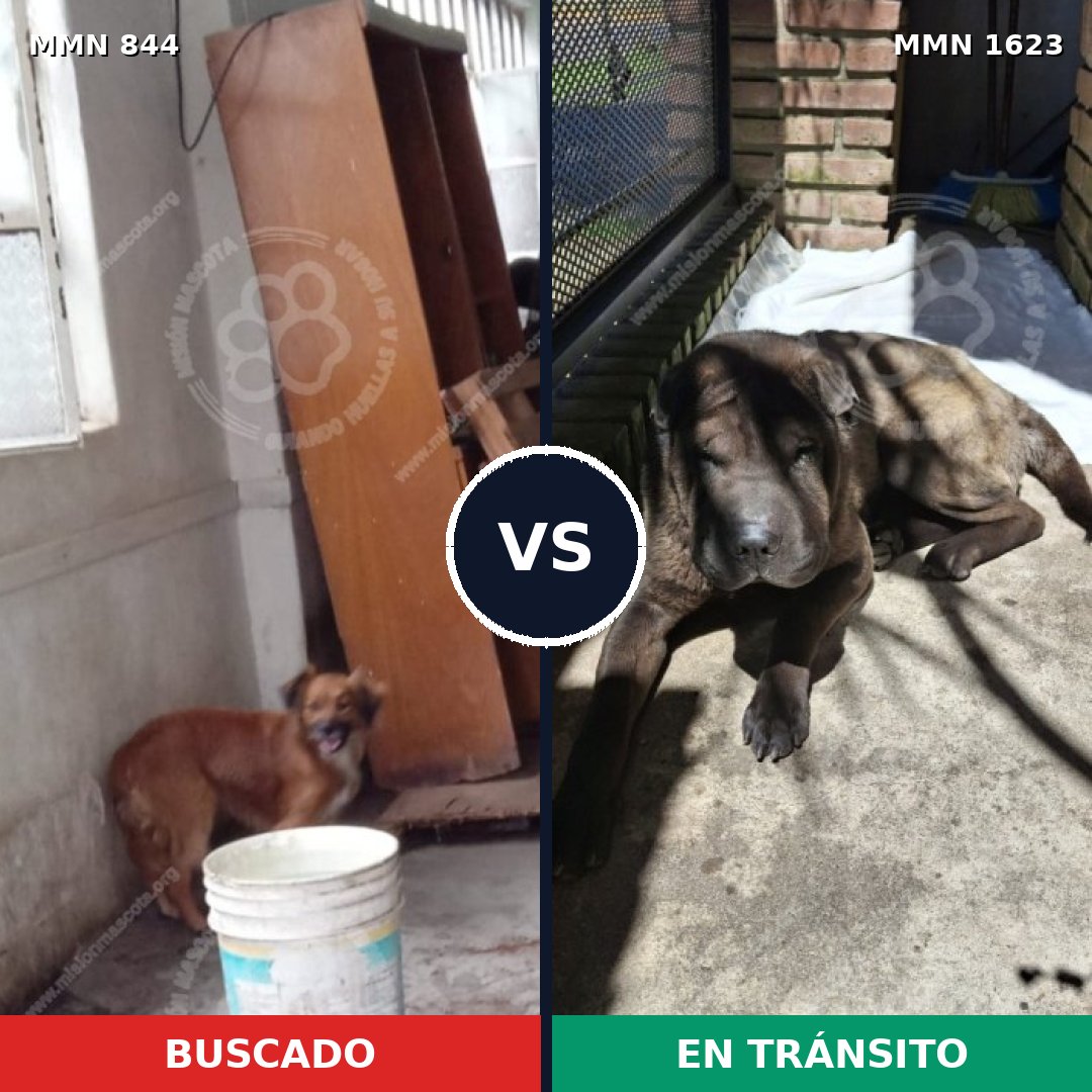 Comparativa MMS 33774: mascota perdida y mascota encontrada, 51% de similitud