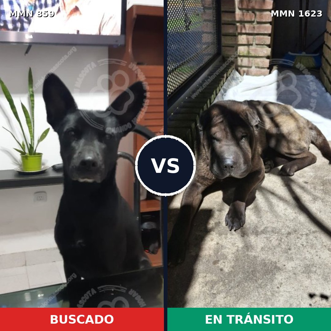 Comparativa MMS 33775: mascota perdida y mascota encontrada, 49% de similitud