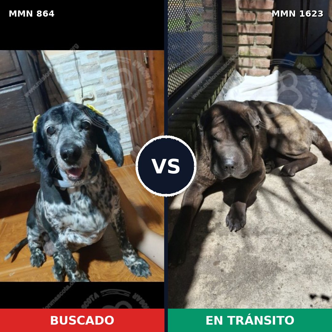 Comparativa MMS 33776: mascota perdida y mascota encontrada, 36% de similitud