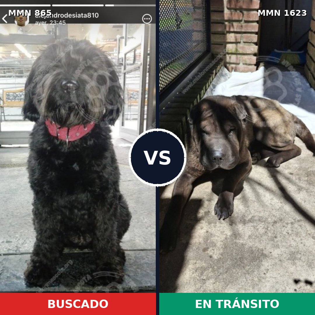 Comparativa MMS 33777: mascota perdida y mascota encontrada, 48% de similitud
