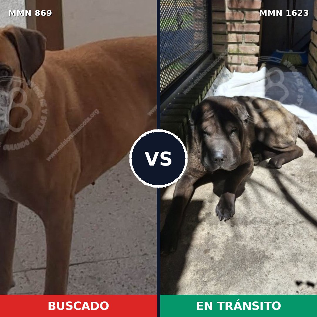 Comparativa MMS 33778: mascota perdida y mascota encontrada, 47% de similitud